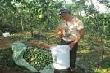 Hoang mang vì chanh dây đồng loạt rớt giá 